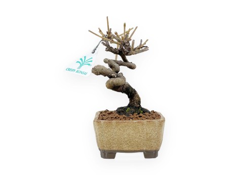 Viburnum - Viburno - 15 cm