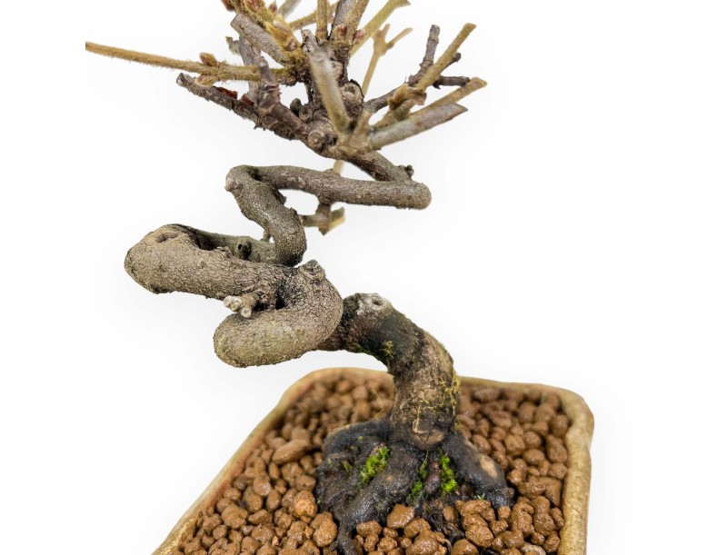 Viburnum - Viorne - 15 cm