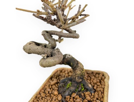 Viburnum - Viorne - 15 cm