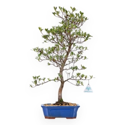 Rhododendron Indicum Nomugitoge - Azalea - 60 cm