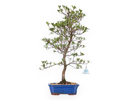 Rhododendron Indicum Nomugitoge - Azalée - 60 cm