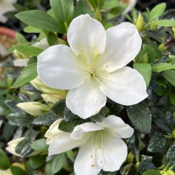 Rhododendron Indicum Nomugitoge - Azalea - 60 cm