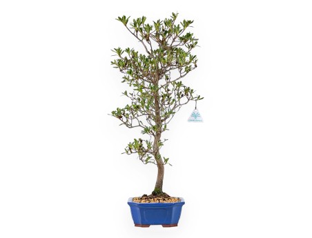 Rhododendron Indicum Nomugitoge - Azalea - 60 cm