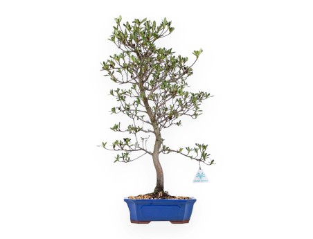 Rhododendron Indicum Nomugitoge - Azalée - 60 cm