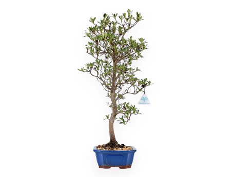 Rhododendron Indicum Nomugitoge - Azalea - 60 cm