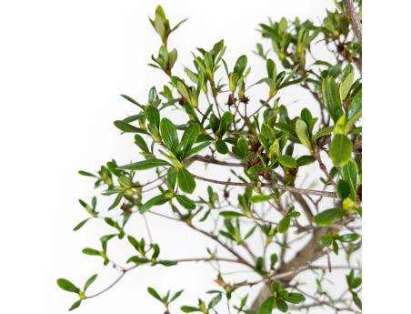Rhododendron Indicum Nomugitoge - Azalée - 60 cm