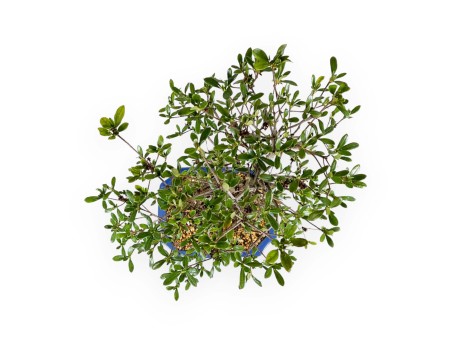 Rhododendron Indicum Nomugitoge - Azalée - 60 cm