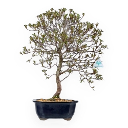 Rhododendron Indicum Nomugitoge - Azalée - 50 cm