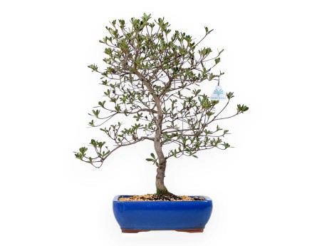 Rhododendron Indicum Nomugitoge - Azalea - 55 cm