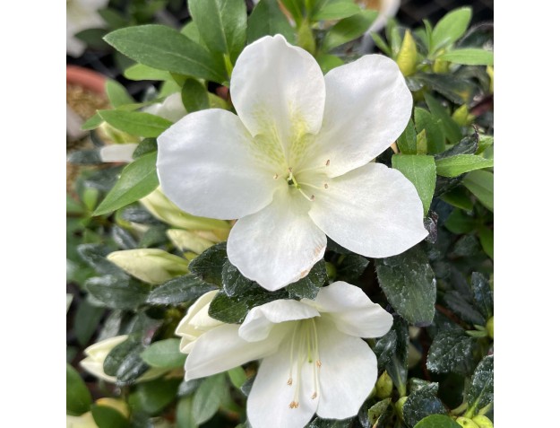 Rhododendron Indicum Nomugitoge - Azalée - 55 cm 2