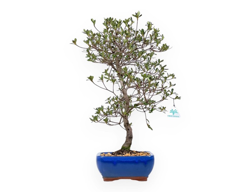 Rhododendron Indicum Nomugitoge - Azalée - 55 cm