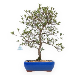 Rhododendron Indicum Nomugitoge - Azalea - 55 cm