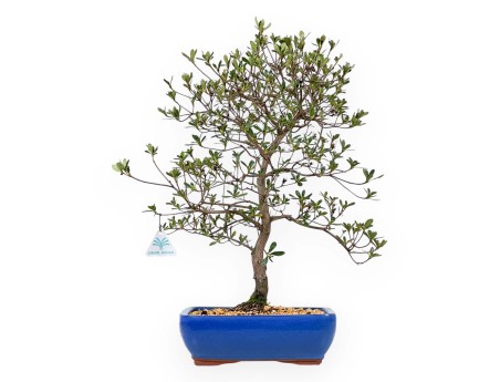 Rhododendron Indicum Nomugitoge - Azalée - 55 cm