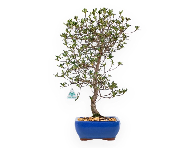 Rhododendron Indicum Nomugitoge - Azalée - 55 cm