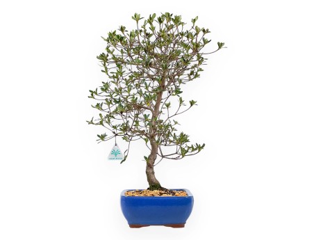 Rhododendron Indicum Nomugitoge - Azalée - 55 cm