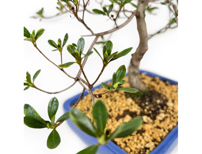 Rhododendron Indicum Nomugitoge - Azalea - 55 cm