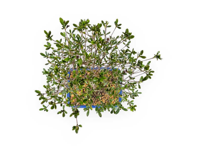 Rhododendron Indicum Nomugitoge - Azalea - 55 cm