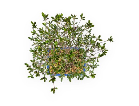 Rhododendron Indicum Nomugitoge - Azalée - 55 cm