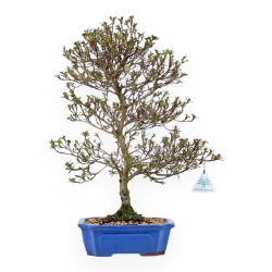 Rhododendron Indicum Koki - Azalea - 51 cm
