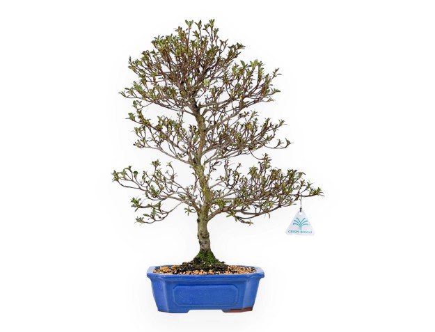 Rhododendron Indicum Koki - Azalée - 51 cm