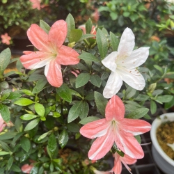 Rhododendron Indicum Koki - Azalea - 51 cm