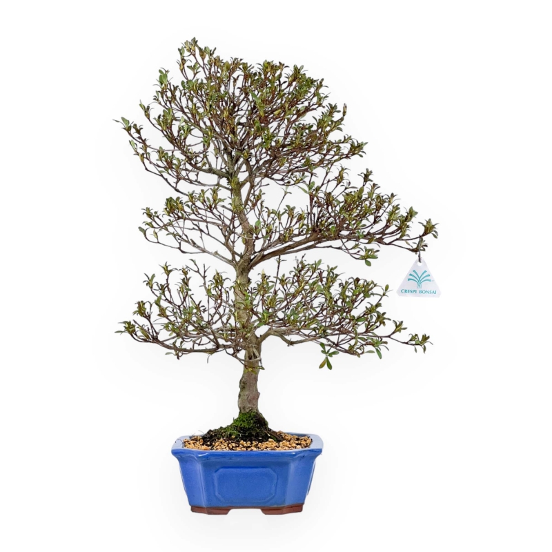 Rhododendron Indicum Koki - Azalea - 51 cm