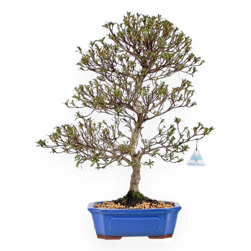 Rhododendron Indicum Koki - Azalea - 51 cm