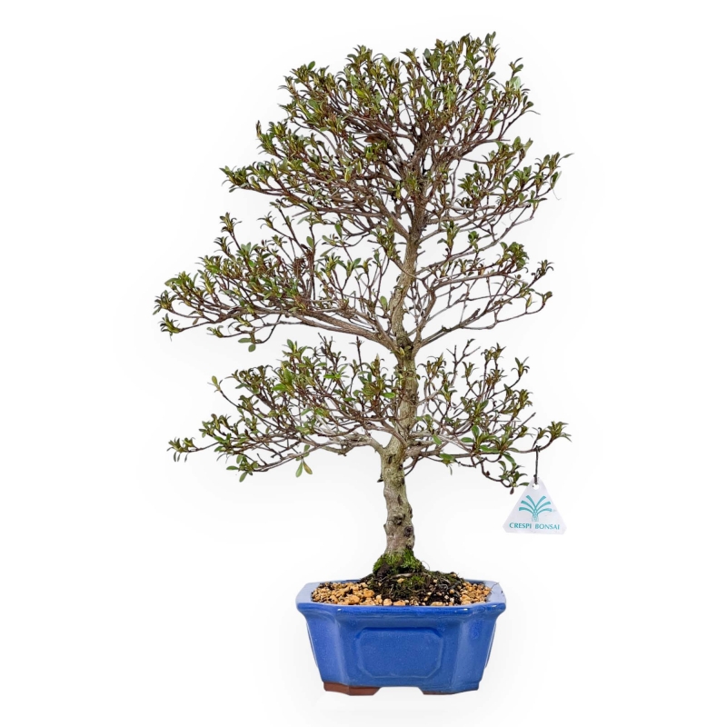 Rhododendron Indicum Koki - Azalea - 51 cm