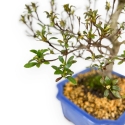 Rhododendron Indicum Koki - Azalea - 51 cm