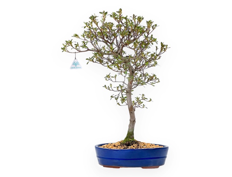 Rhododendron Indicum Unzen no Hana - Azalée - 55 cm