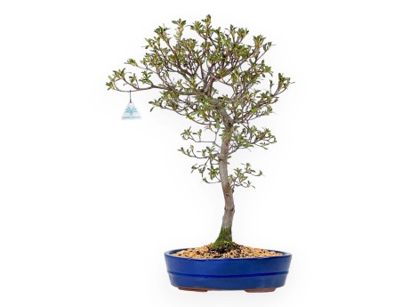 Rhododendron Indicum Unzen no Hana - Azalée - 55 cm