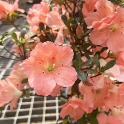 Rhododendron Indicum Unzen no Hana - Azalea - 55 cm