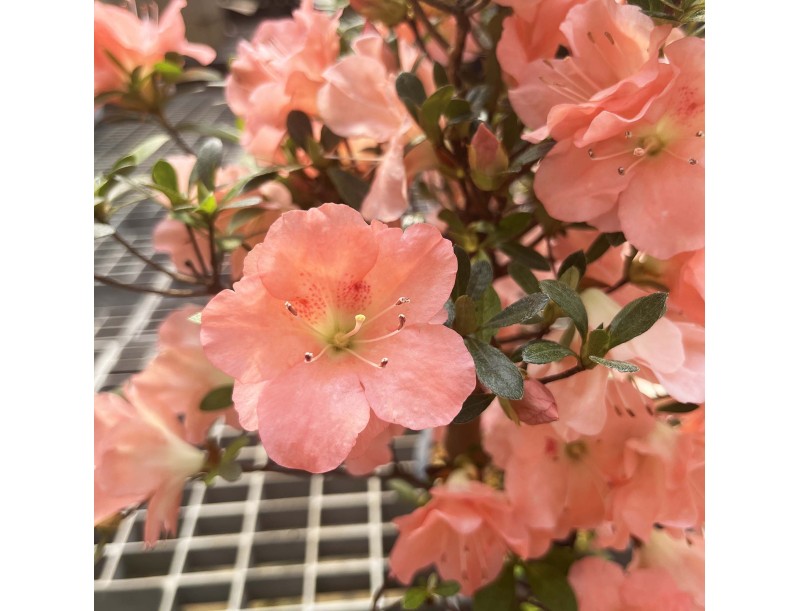 Rhododendron Indicum Unzen no Hana - Azalée - 55 cm