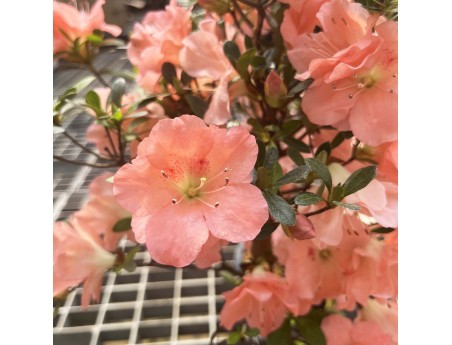 Rhododendron Indicum Unzen no Hana - Azalea - 55 cm