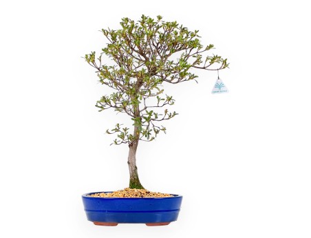 Rhododendron Indicum Unzen no Hana - Azalea - 55 cm