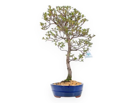 Rhododendron Indicum Unzen no Hana - Azalea - 55 cm