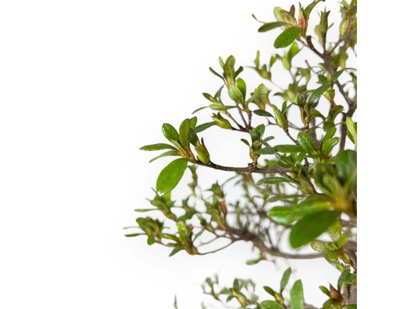 Rhododendron Indicum Unzen no Hana - Azalée - 55 cm