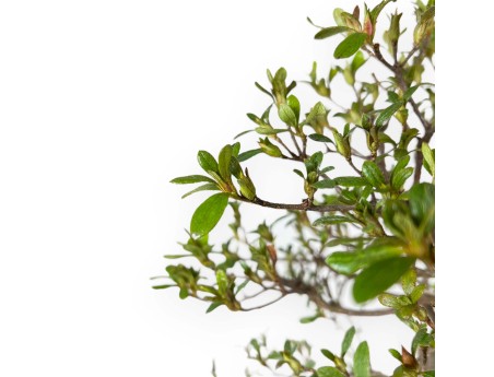 Rhododendron Indicum Unzen no Hana - Azalea - 55 cm