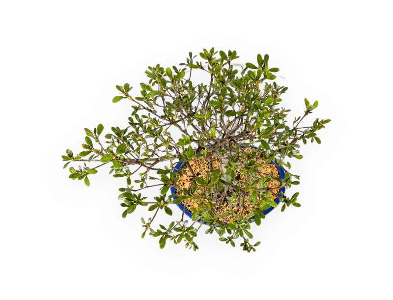 Rhododendron Indicum Unzen no Hana - Azalée - 55 cm