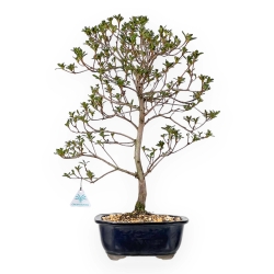Rhododendron Indicum Koto no Mai - Azalea - 53 cm