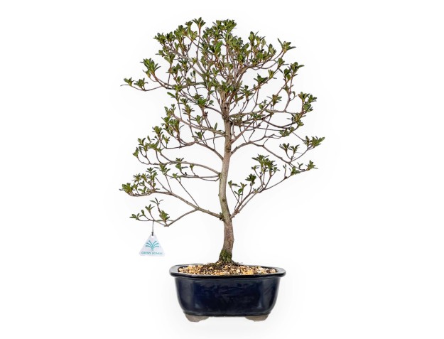 Rhododendron Indicum Koto no Mai - Azalée - 53 cm
