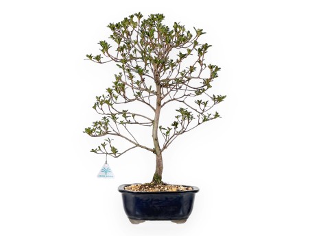 Rhododendron Indicum Koto no Mai - Azalée - 53 cm