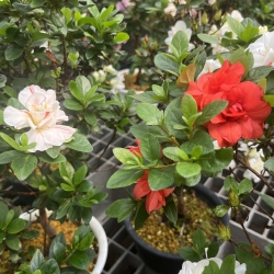 Rhododendron Indicum Koto no Mai - Azalea - 53 cm