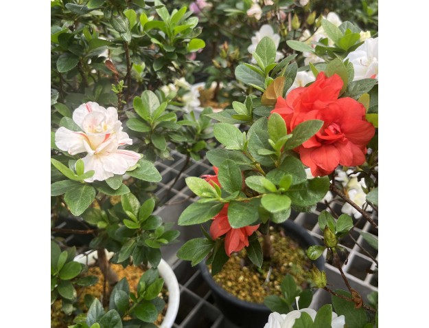 Rhododendron Indicum Koto no Mai - Azalée - 53 cm 2