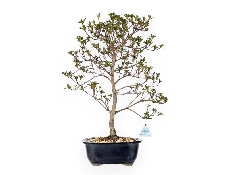 Rhododendron Indicum Koto no Mai - Azalée - 53 cm