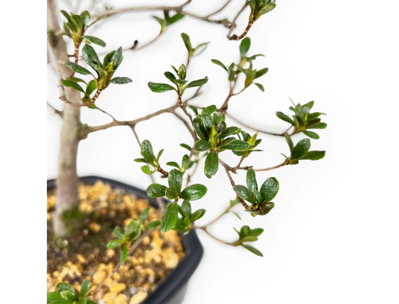 Rhododendron Indicum Koto no Mai - Azalée - 53 cm