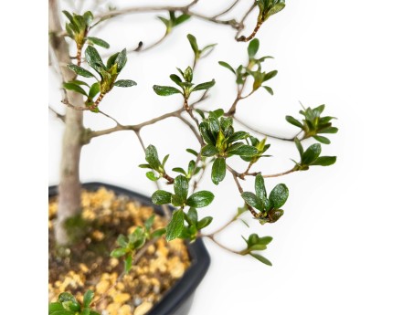 Rhododendron Indicum Koto no Mai - Azalée - 53 cm