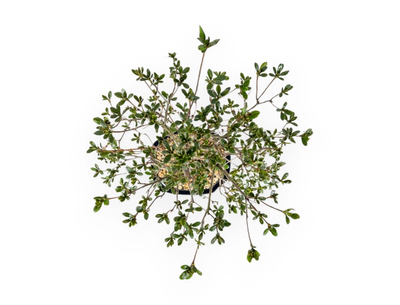 Rhododendron Indicum Koto no Mai - Azalée - 53 cm