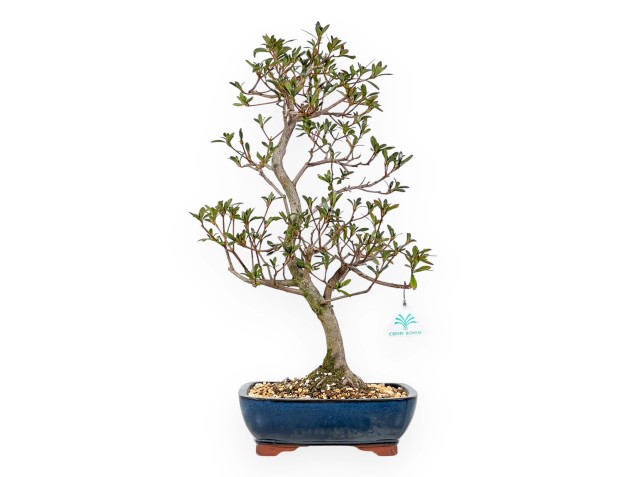 Rhododendron Indicum Chojuho - Azalée - 51 cm