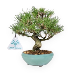 Pinus Thunbergii - Pino Nero - 23 cm
